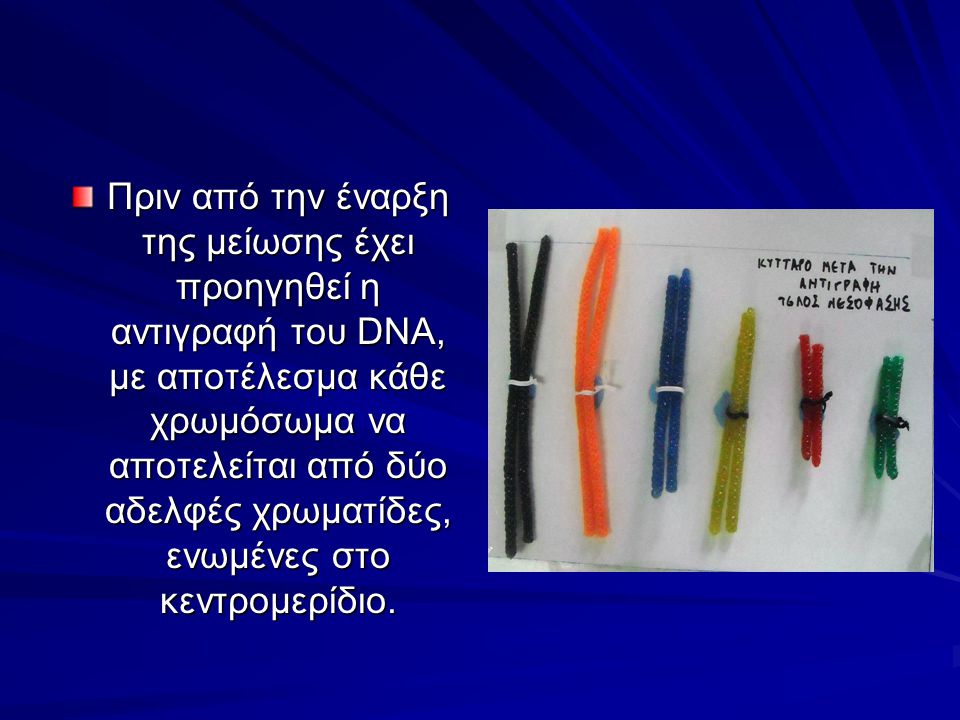Πριν από την έναρξη της μείωσης έχει προηγηθεί η αντιγραφή του DNA, με αποτέλεσμα κάθε χρωμόσωμα να αποτελείται από δύο αδελφές χρωματίδες, ενωμένες στο κεντρομερίδιο.