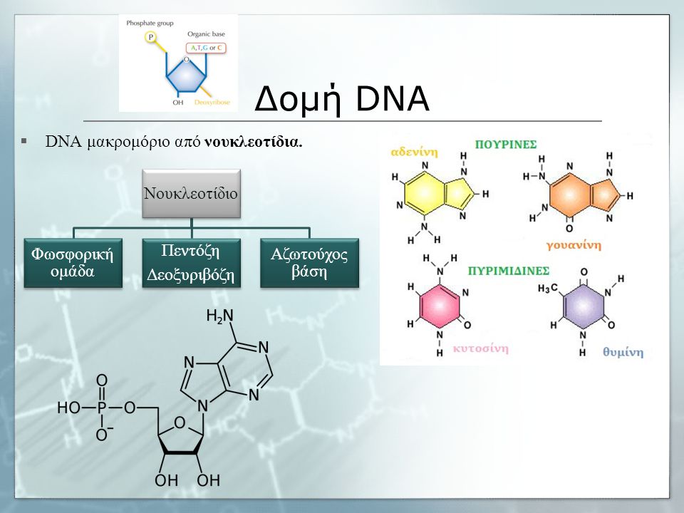Δομή DNA Νουκλεοτίδιο Φωσφορική ομάδα Πεντόζη Δεοξυριβόζη