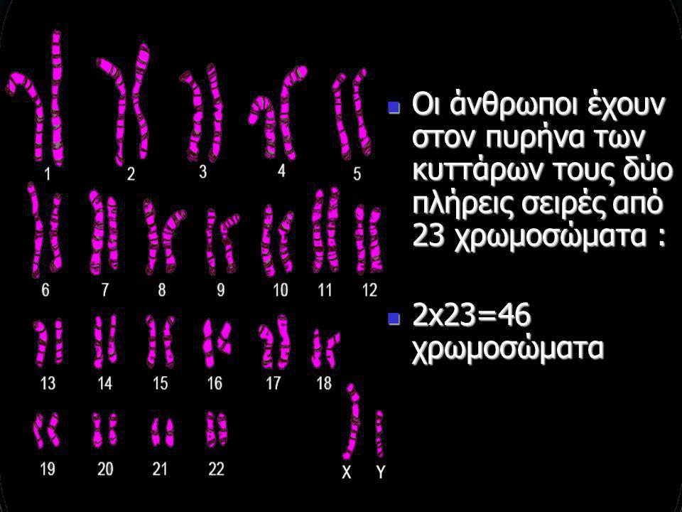 Οι άνθρωποι έχουν στον πυρήνα των κυττάρων τους δύο πλήρεις σειρές από 23 χρωμοσώματα :