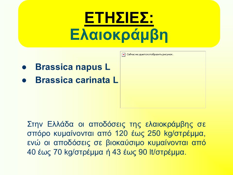 ΕΤΗΣΙΕΣ: Ελαιοκράμβη Brassica napus L Brassica carinata L