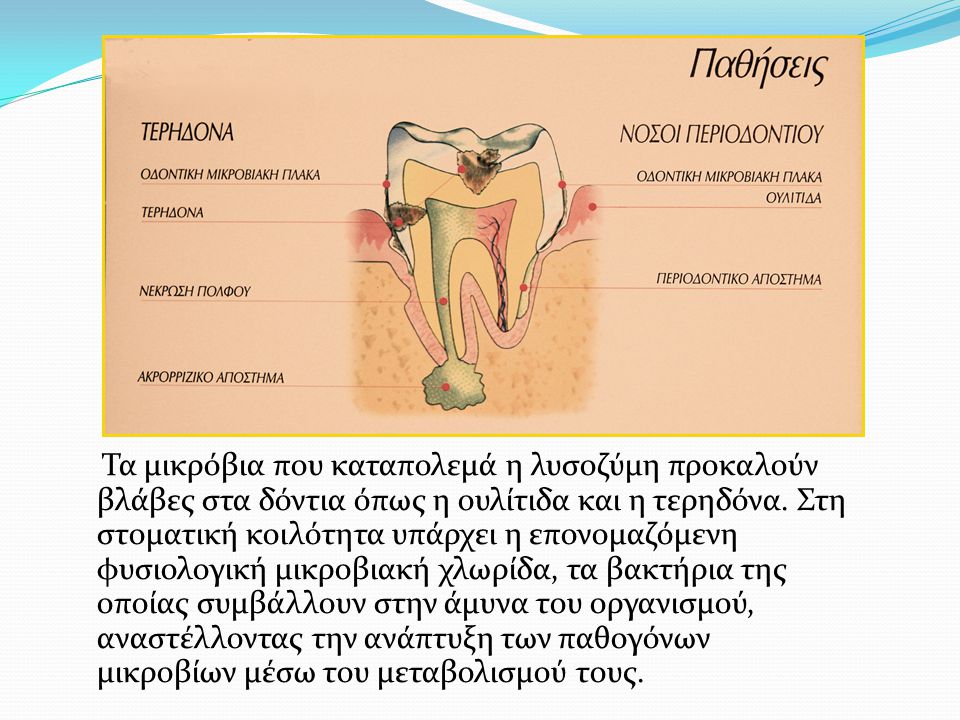 Τα μικρόβια που καταπολεμά η λυσοζύμη προκαλούν βλάβες στα δόντια όπως η ουλίτιδα και η τερηδόνα. Στη στοματική κοιλότητα υπάρχει η επονομαζόμενη φυσιολογική μικροβιακή χλωρίδα, τα βακτήρια της οποίας συμβάλλουν στην άμυνα του οργανισμού, αναστέλλοντας την ανάπτυξη των παθογόνων μικροβίων μέσω του μεταβολισμού τους.