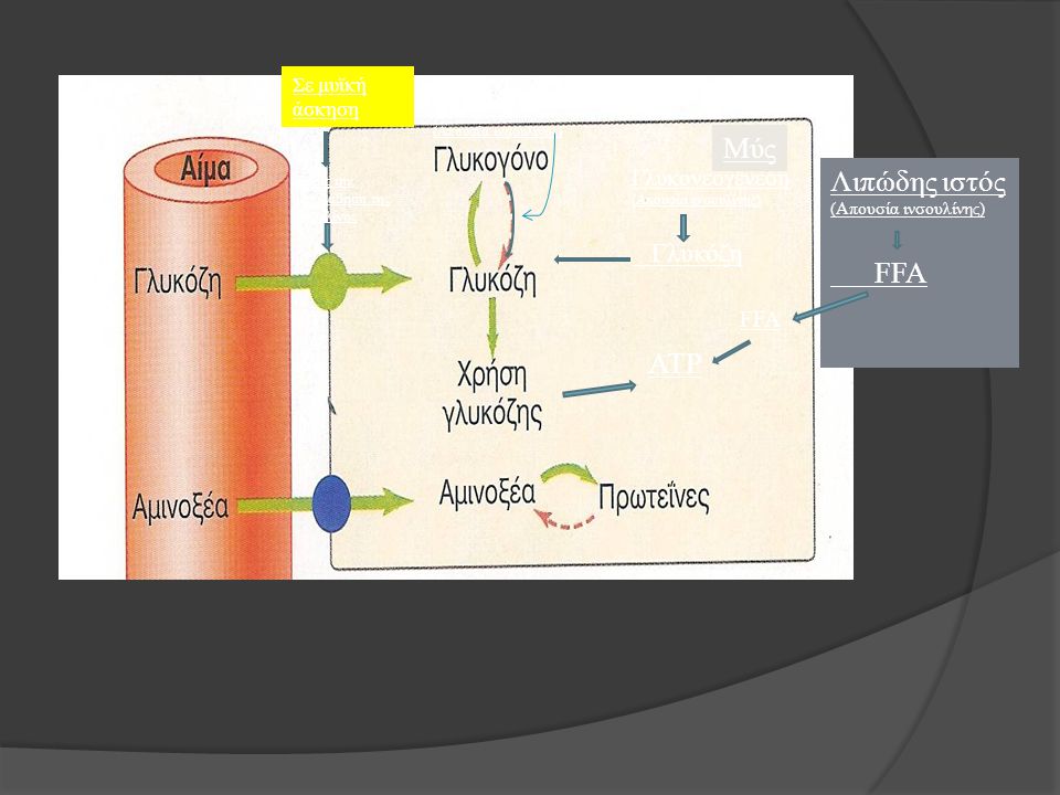 Μύς Λιπώδης ιστός FFA ATP Γλυκόζη Γλυκονεογένεση FFA Σε μυϊκή άσκηση