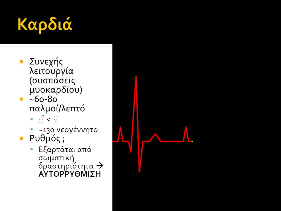 Καρδιά Συνεχής λειτουργία (συσπάσεις μυοκαρδίου) ~60-80 παλμοί/λεπτό