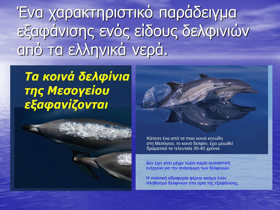 Ένα χαρακτηριστικό παράδειγμα εξαφάνισης ενός είδους δελφινιών από τα ελληνικά νερά.