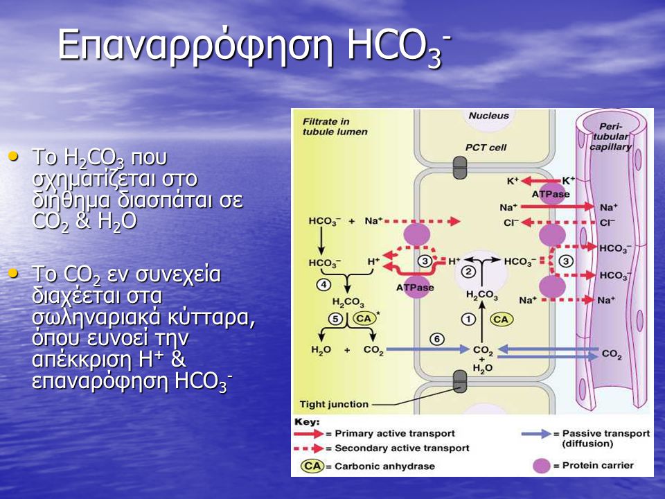 Επαναρρόφηση HCO3- Το H2CO3 που σχηματίζεται στο διήθημα διασπάται σε CO2 & H2O.