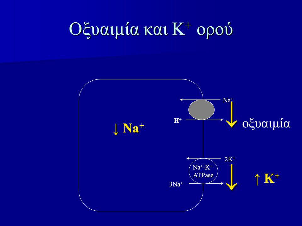 ↓ ↓ Οξυαιμία και Κ+ ορού οξυαιμία ↓ Νa+ ↑ Κ+ Na+ Η+ 2K+ Na+-K+ ATPase