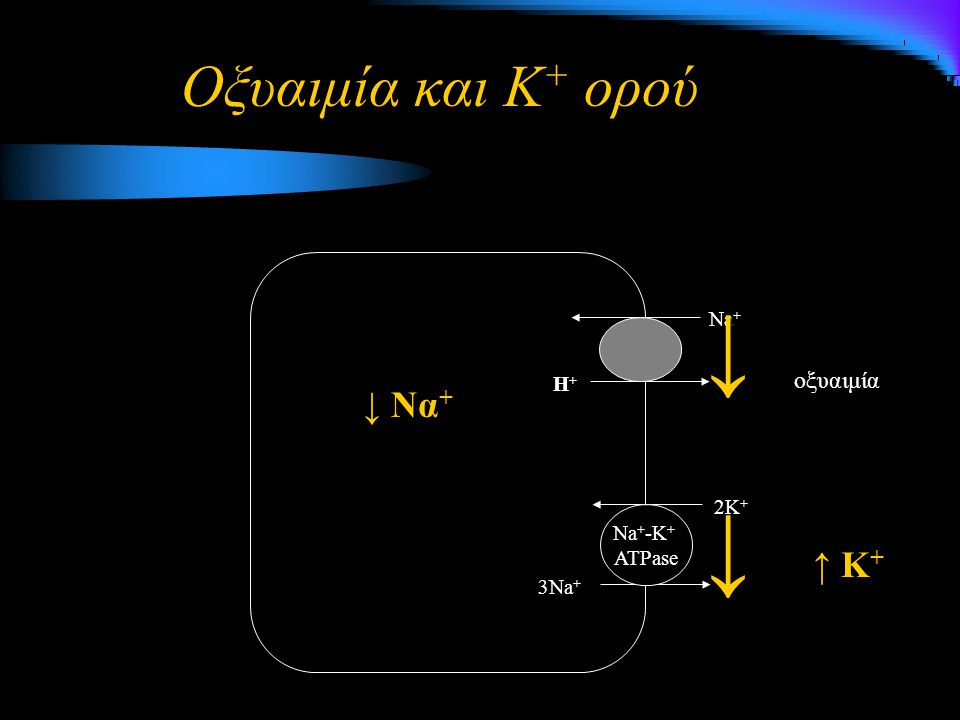 ↓ ↓ Οξυαιμία και Κ+ ορού ↓ Να+ ↑ Κ+ οξυαιμία Na+ Η+ 2K+ Na+-K+ ATPase