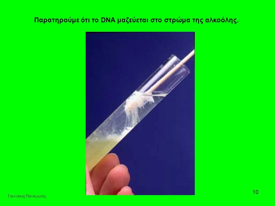 Παρατηρούμε ότι το DNA μαζεύεται στο στρώμα της αλκοόλης.
