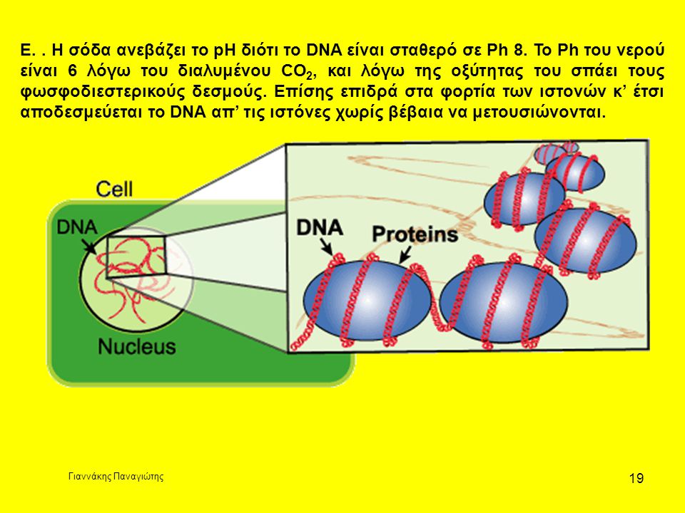 E. Η σόδα ανεβάζει το pH διότι το DNA είναι σταθερό σε Ph 8