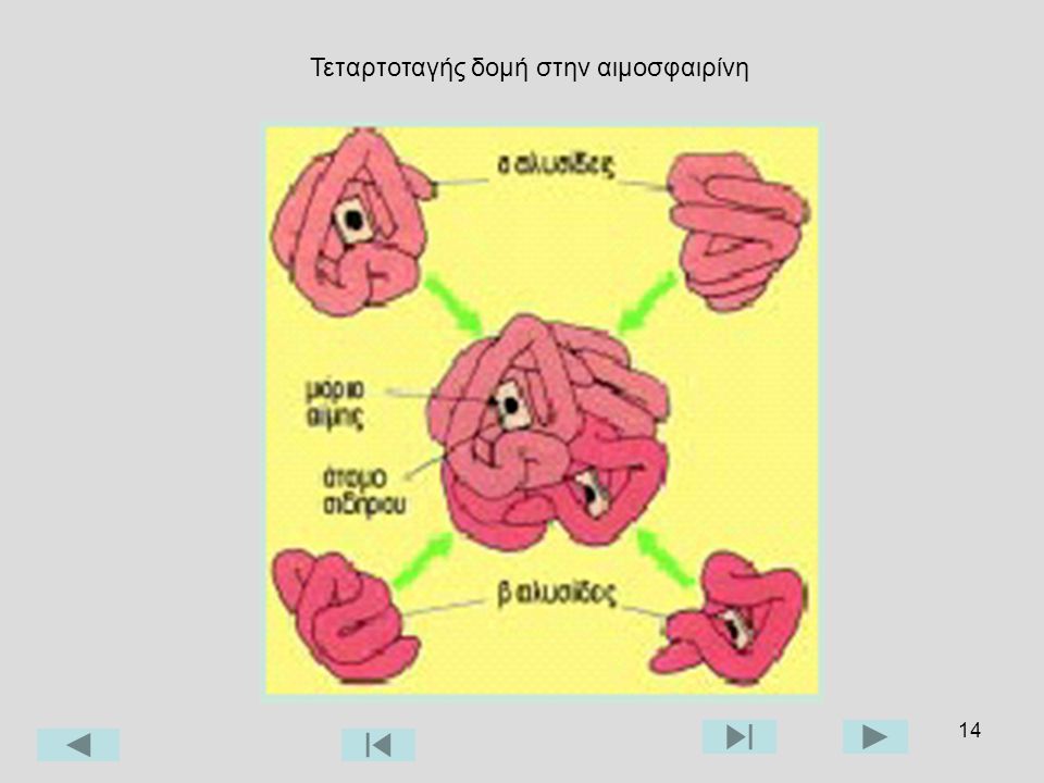 Τεταρτοταγής δομή στην αιμοσφαιρίνη