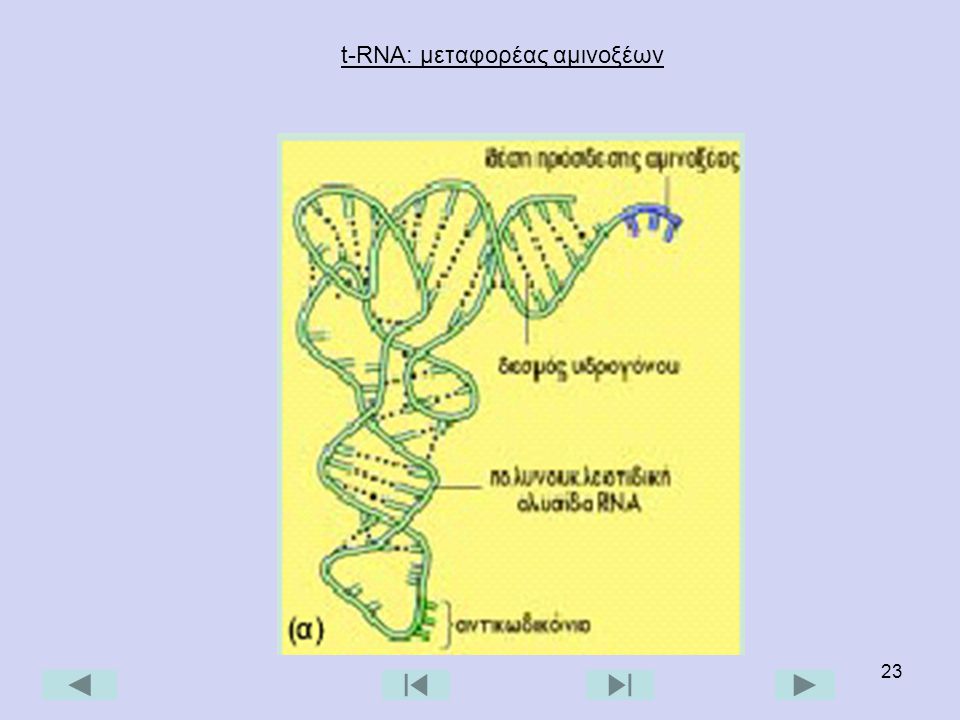 t-RNA: μεταφορέας αμινοξέων