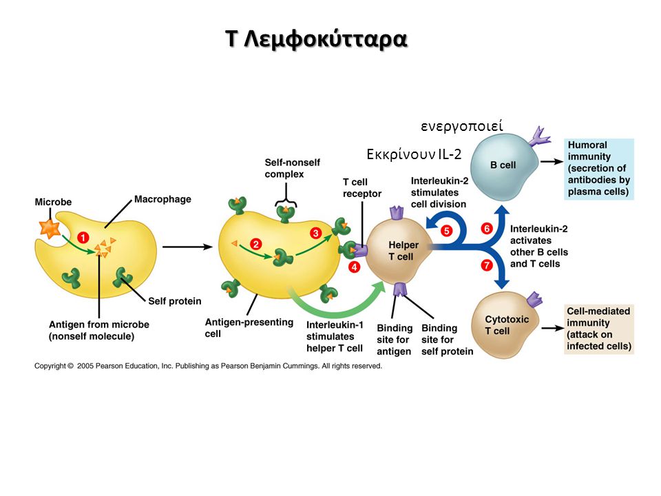 Τ Λεμφοκύτταρα ενεργοποιεί Εκκρίνουν IL-2