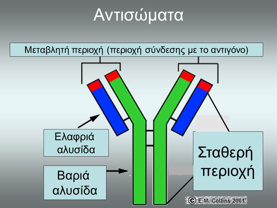 Μεταβλητή περιοχή (περιοχή σύνδεσης με το αντιγόνο)
