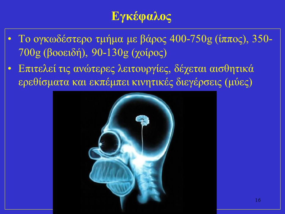 Εγκέφαλος Το ογκωδέστερο τμήμα με βάρος g (ίππος), g (βοοειδή), g (χοίρος)