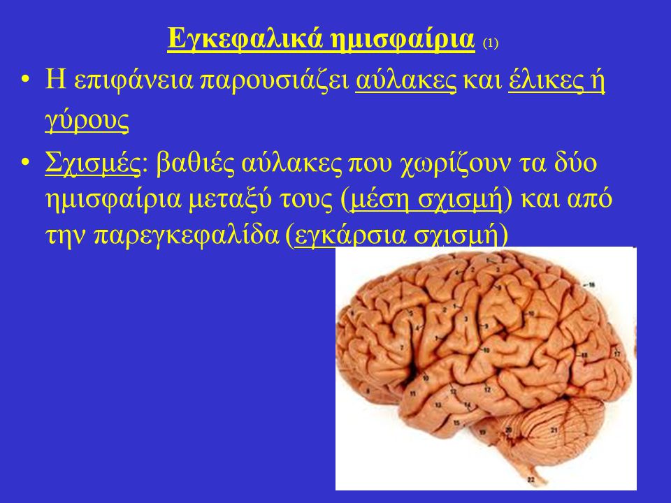 Εγκεφαλικά ημισφαίρια (1)