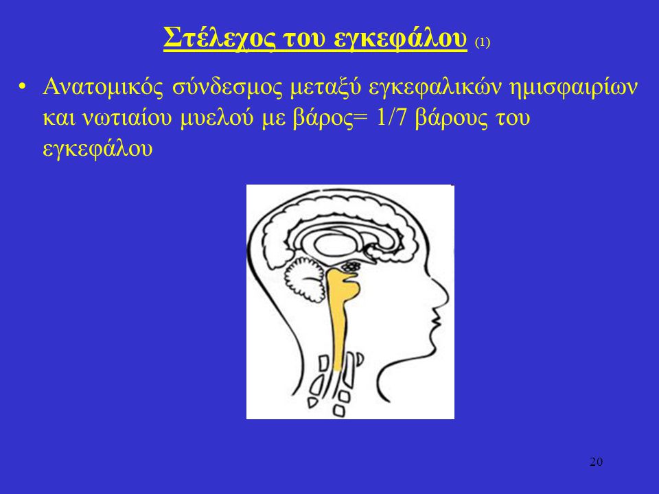 Στέλεχος του εγκεφάλου (1)