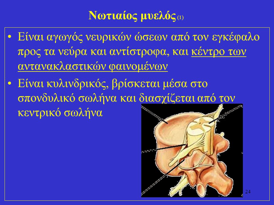 Νωτιαίος μυελός (1) Είναι αγωγός νευρικών ώσεων από τον εγκέφαλο προς τα νεύρα και αντίστροφα, και κέντρο των αντανακλαστικών φαινομένων.
