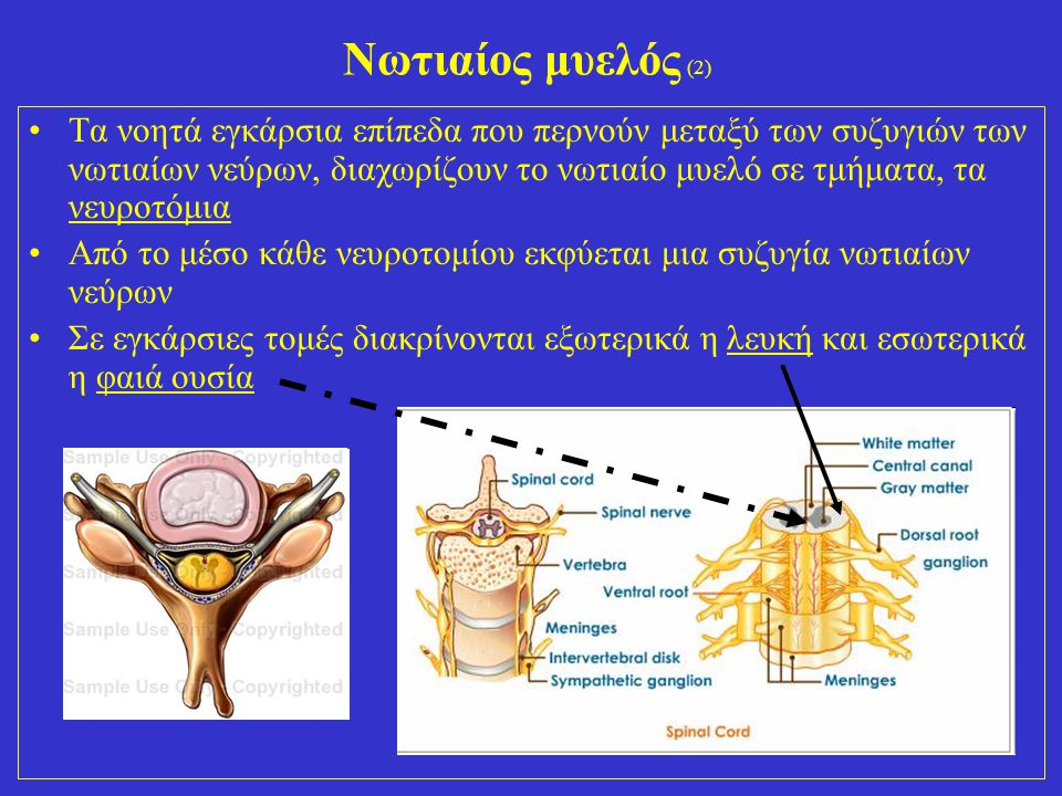 Νωτιαίος μυελός (2)