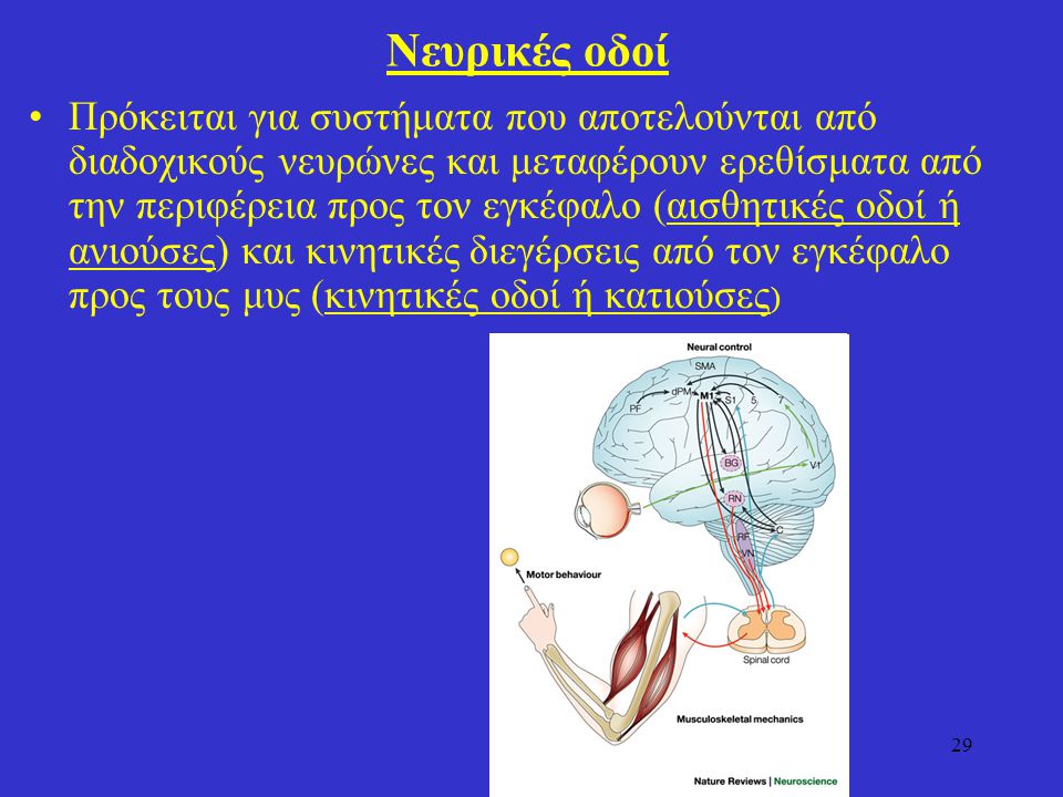 Νευρικές οδοί