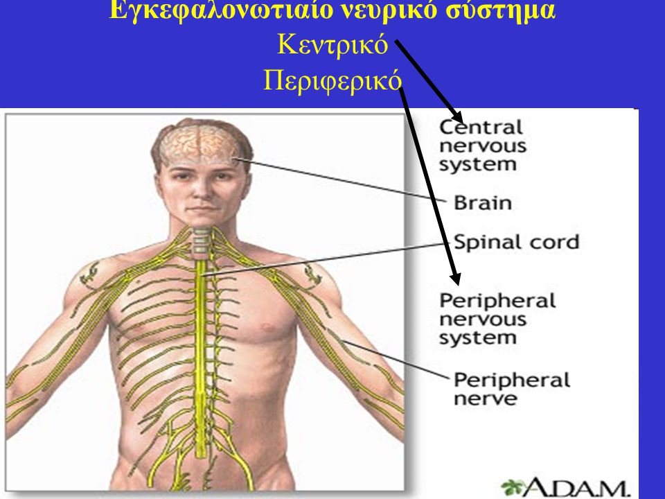 Εγκεφαλονωτιαίο νευρικό σύστημα Κεντρικό Περιφερικό