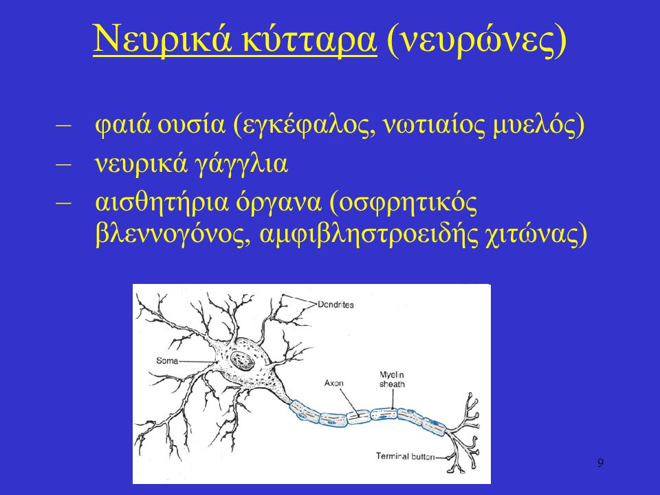Νευρικά κύτταρα (νευρώνες)