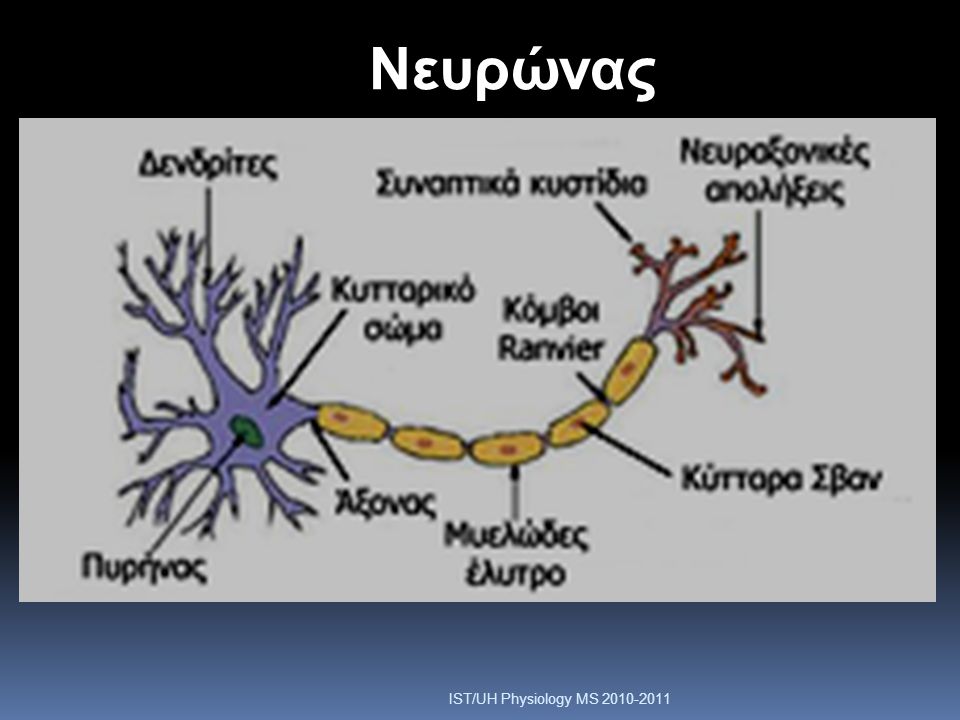 Nευρώνας IST/UH Physiology MS