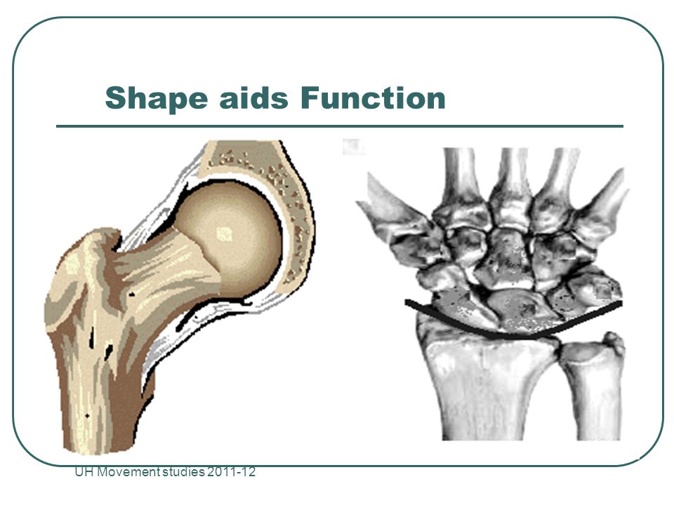Shape aids Function UH Movement studies