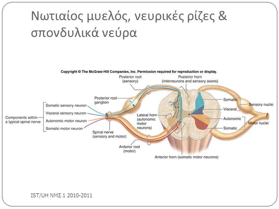Νωτιαίος μυελός, νευρικές ρίζες & σπονδυλικά νεύρα