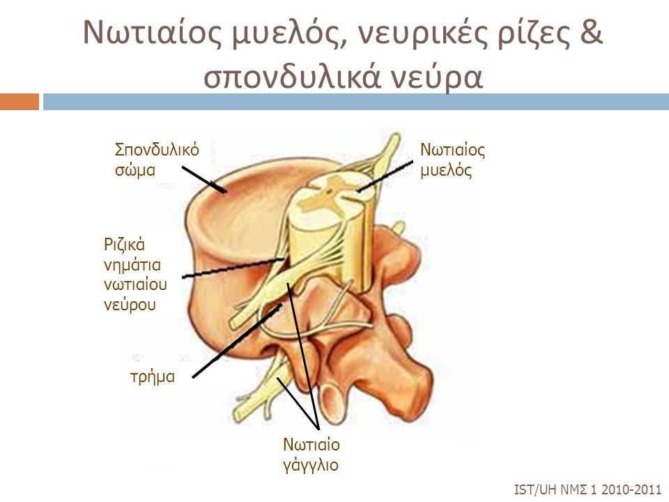 Νωτιαίος μυελός, νευρικές ρίζες & σπονδυλικά νεύρα