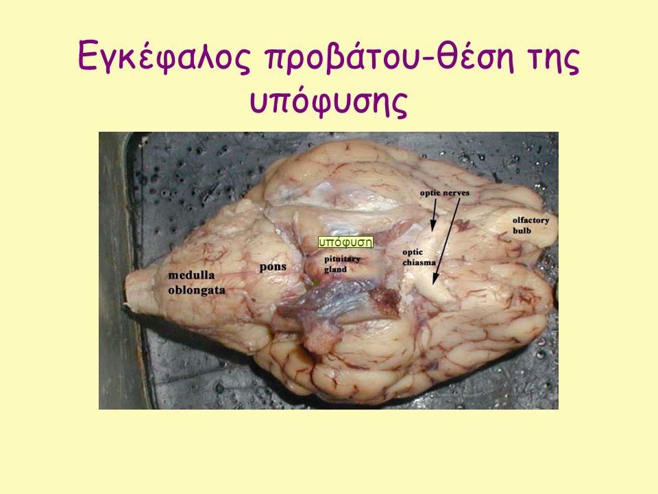 Εγκέφαλος προβάτου-θέση της υπόφυσης