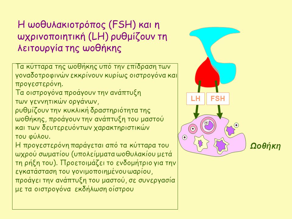 Η ωοθυλακιοτρόπος (FSH) και η ωχρινοποιητική (LH) ρυθμίζουν τη λειτουργία της ωοθήκης