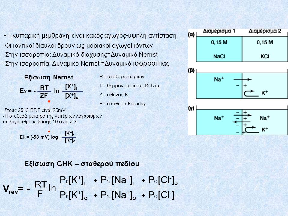 PK[K+]i PNa[Na+]i PCl[Cl-]o RT Vrev= - In F PK[K+]o PNa[Na+]o