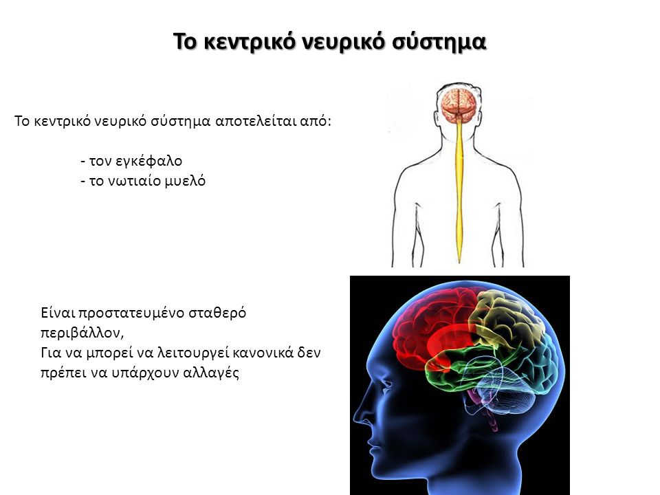 Το κεντρικό νευρικό σύστημα