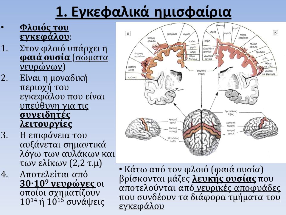 1. Εγκεφαλικά ημισφαίρια