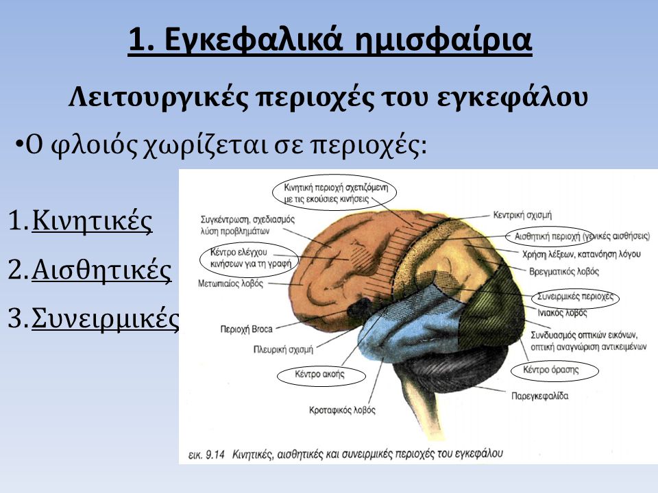 Λειτουργικές περιοχές του εγκεφάλου