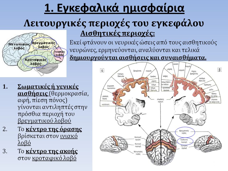1. Εγκεφαλικά ημισφαίρια Λειτουργικές περιοχές του εγκεφάλου