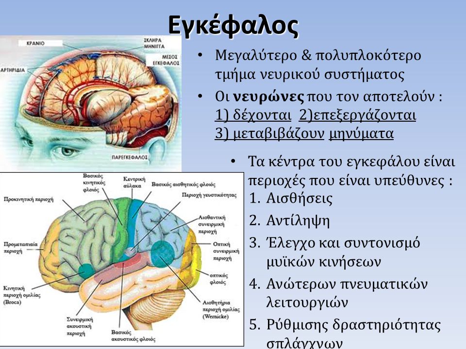 Εγκέφαλος Μεγαλύτερο & πολυπλοκότερο τμήμα νευρικού συστήματος