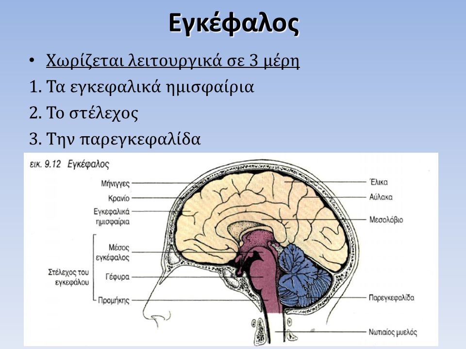 Εγκέφαλος Χωρίζεται λειτουργικά σε 3 μέρη Τα εγκεφαλικά ημισφαίρια