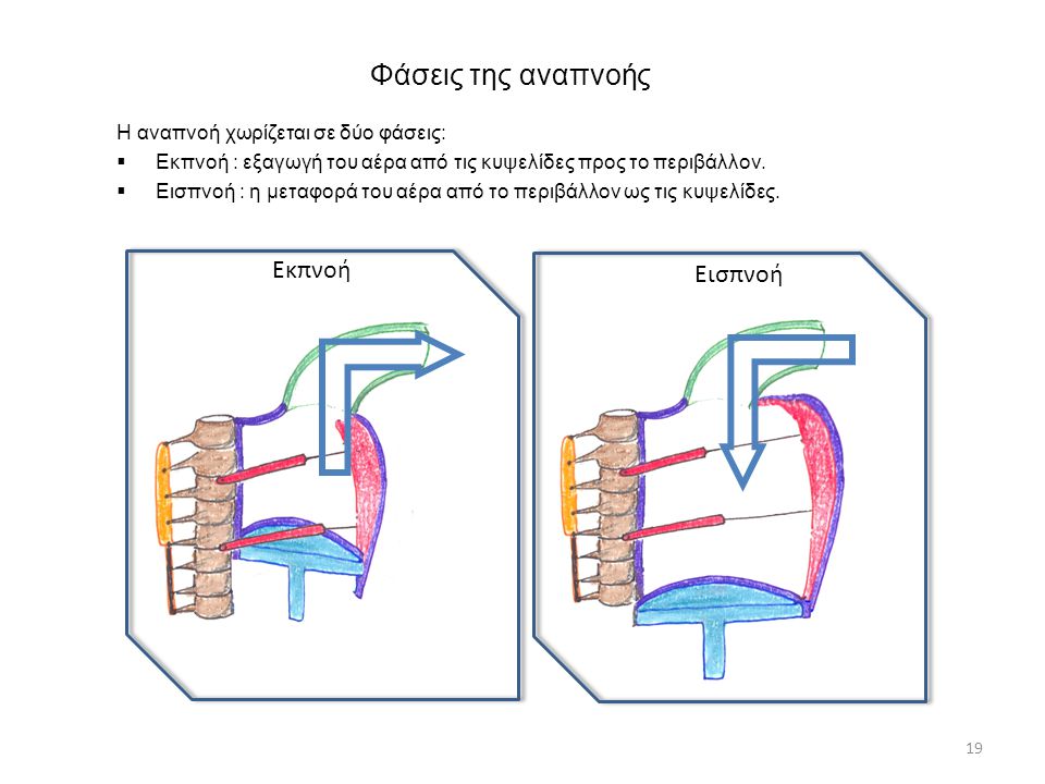 Φάσεις της αναπνοής Εκπνοή Εισπνοή Η αναπνοή χωρίζεται σε δύο φάσεις:
