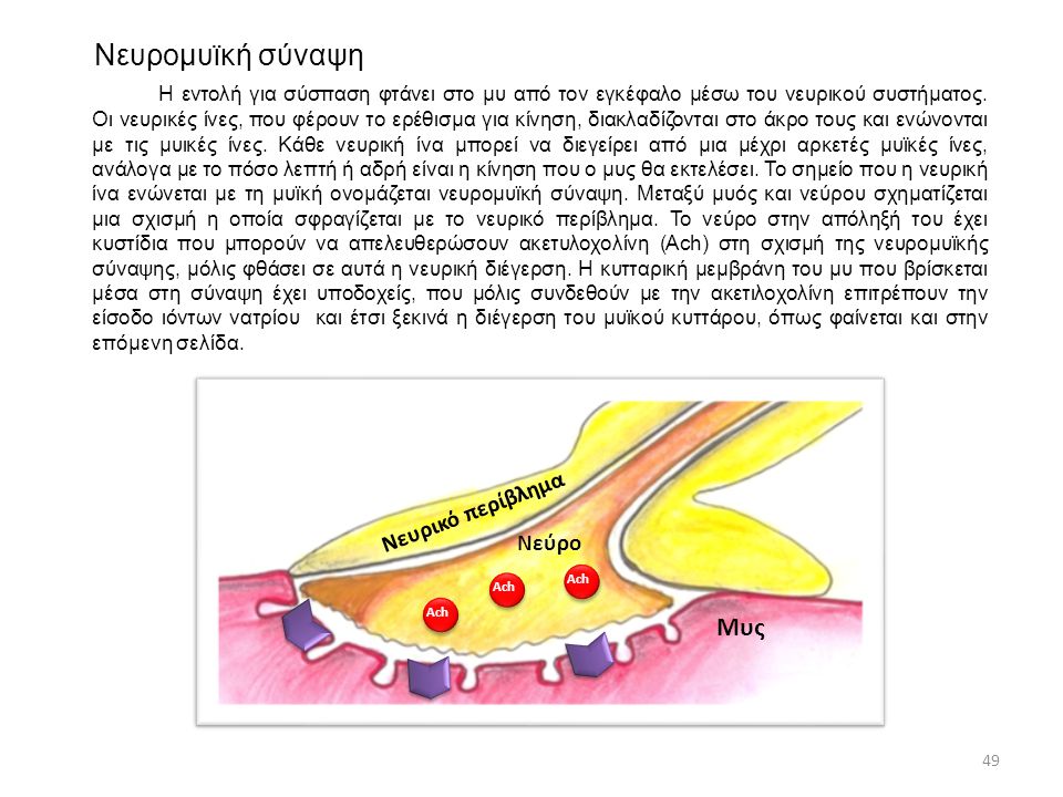 Νευρομυϊκή σύναψη Μυς Νευρικό περίβλημα Νεύρο