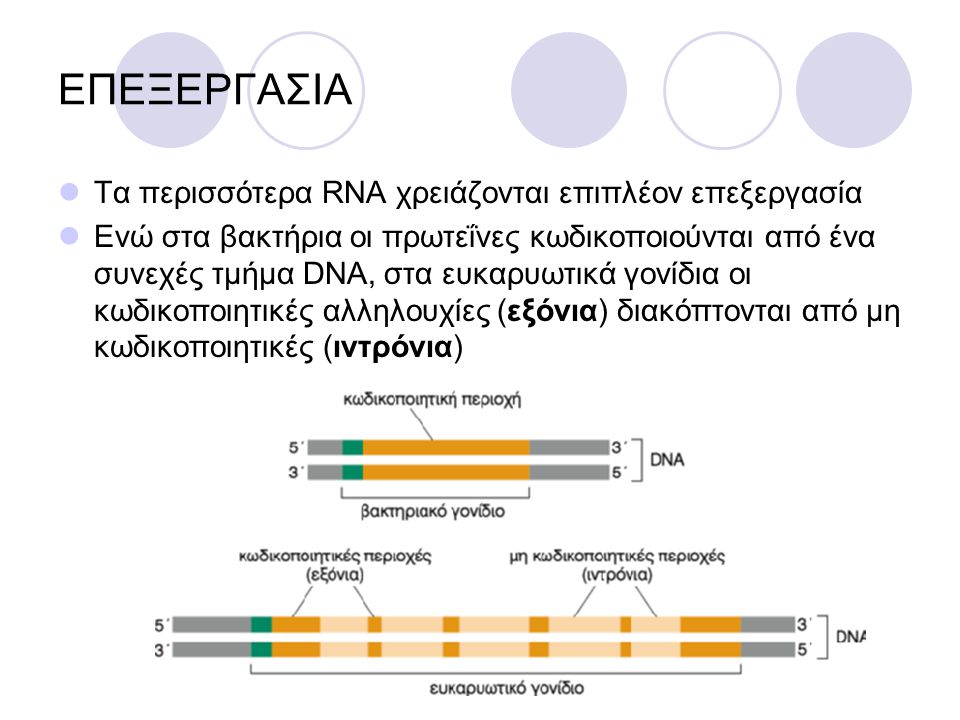 ΕΠΕΞΕΡΓΑΣΙΑ Τα περισσότερα RNA χρειάζονται επιπλέον επεξεργασία