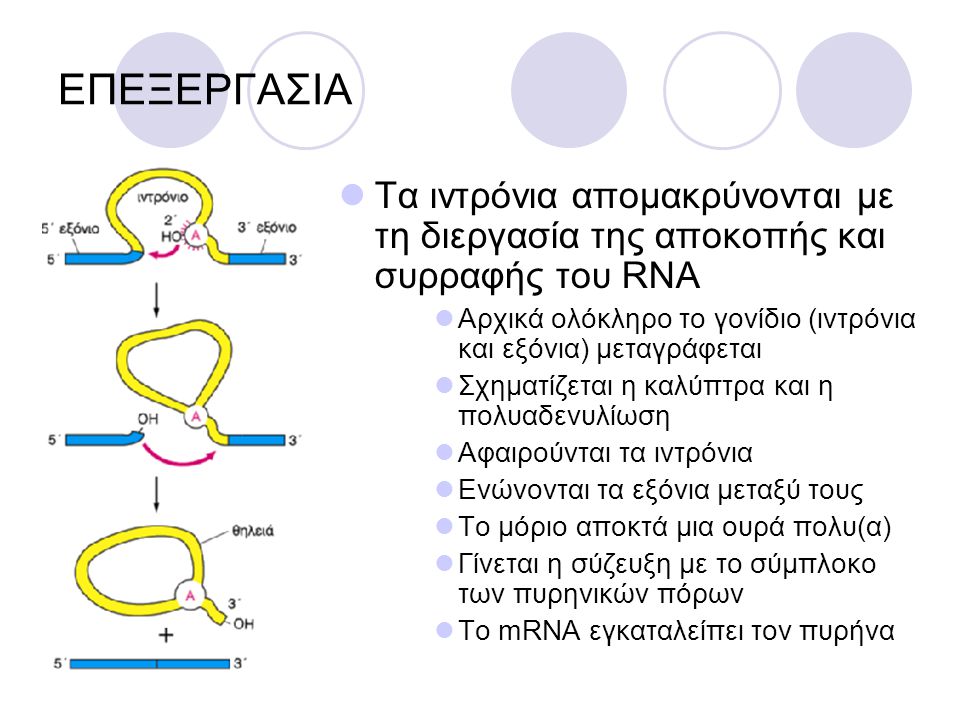ΕΠΕΞΕΡΓΑΣΙΑ Τα ιντρόνια απομακρύνονται με τη διεργασία της αποκοπής και συρραφής του RNA.