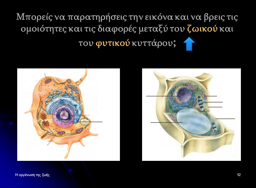 Μπορείς να παρατηρήσεις την εικόνα και να βρεις τις ομοιότητες και τις διαφορές μεταξύ του ζωικού και του φυτικού κυττάρου;