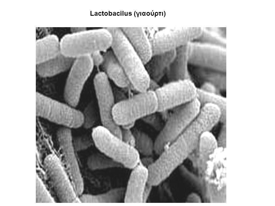 Lactobacilus (γιαούρτι)