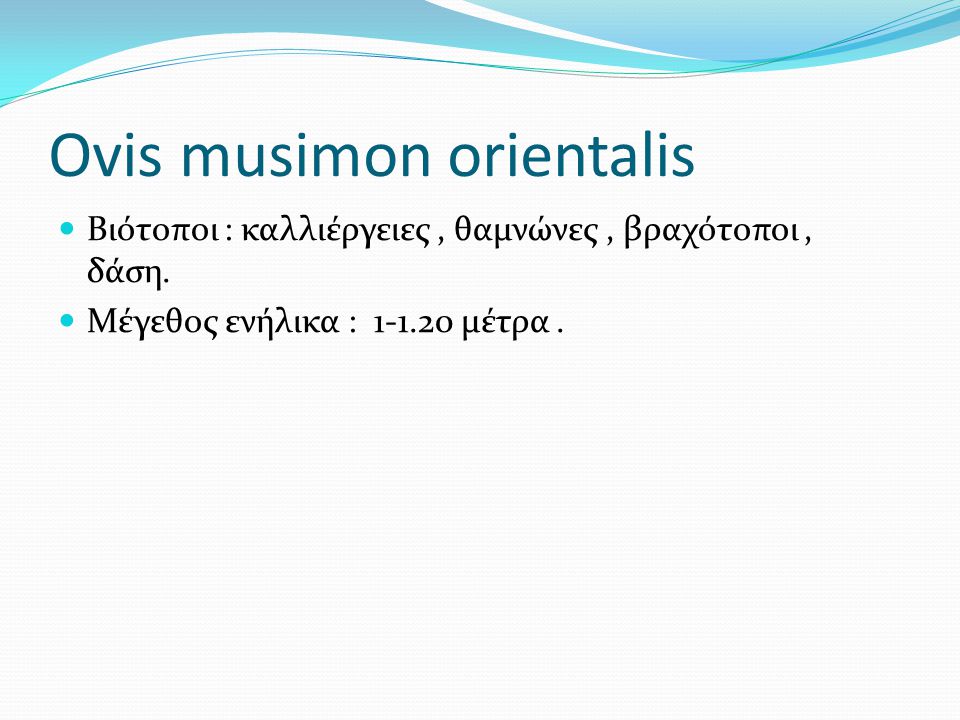 Ovis musimon orientalis