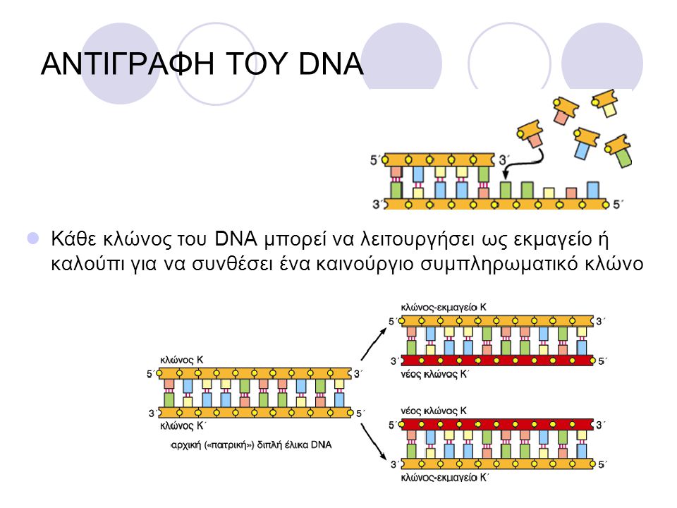 ΑΝΤΙΓΡΑΦΗ ΤΟΥ DNA Κάθε κλώνος του DNA μπορεί να λειτουργήσει ως εκμαγείο ή καλούπι για να συνθέσει ένα καινούργιο συμπληρωματικό κλώνο.