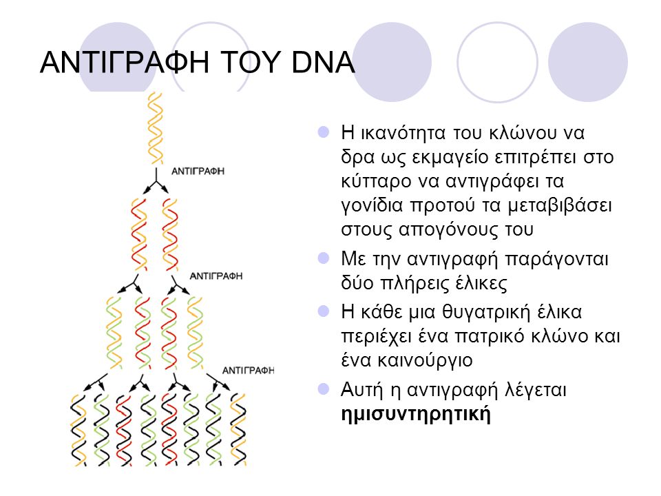ΑΝΤΙΓΡΑΦΗ ΤΟΥ DNA Η ικανότητα του κλώνου να δρα ως εκμαγείο επιτρέπει στο κύτταρο να αντιγράφει τα γονίδια προτού τα μεταβιβάσει στους απογόνους του.