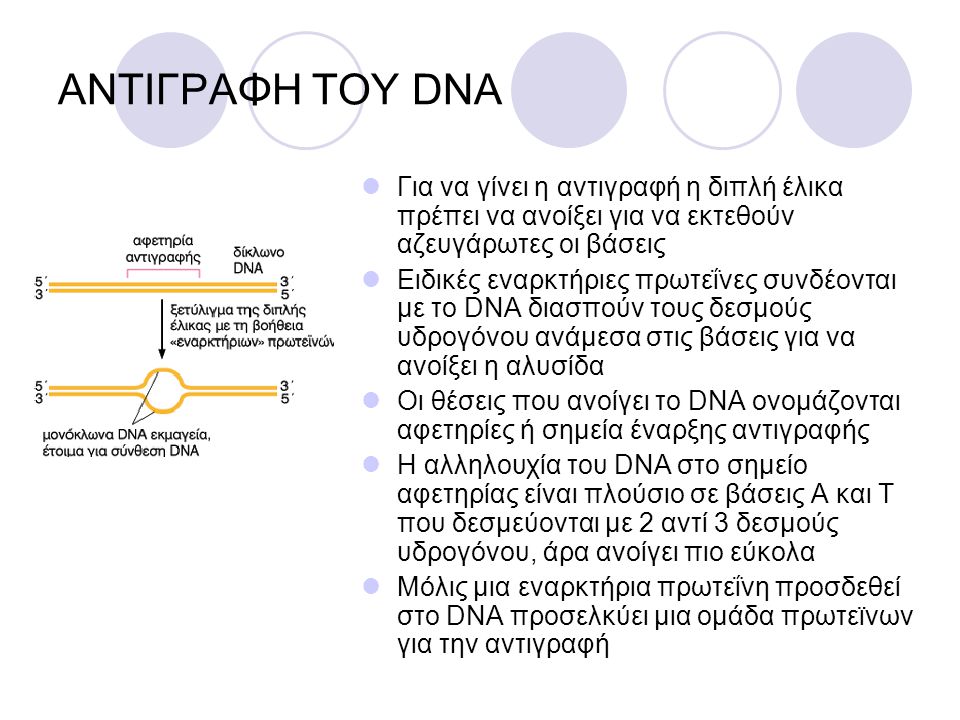 ΑΝΤΙΓΡΑΦΗ ΤΟΥ DNA Για να γίνει η αντιγραφή η διπλή έλικα πρέπει να ανοίξει για να εκτεθούν αζευγάρωτες οι βάσεις.