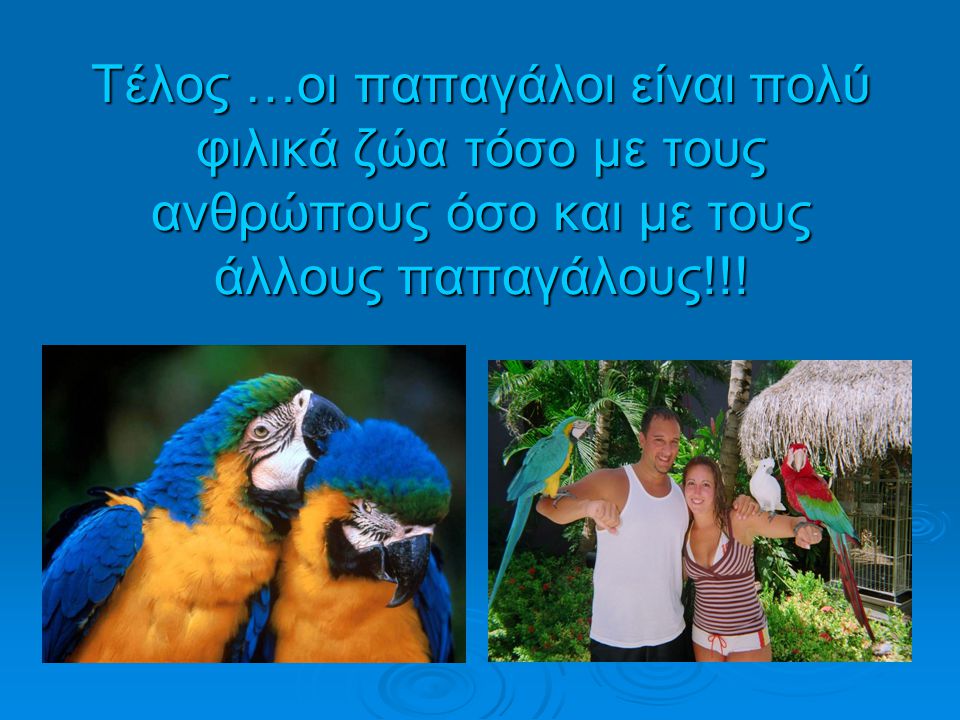 Τέλος …οι παπαγάλοι είναι πολύ φιλικά ζώα τόσο με τους ανθρώπους όσο και με τους άλλους παπαγάλους!!!
