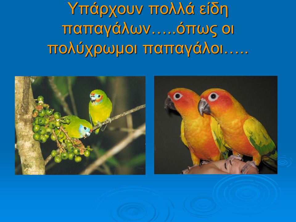 Υπάρχουν πολλά είδη παπαγάλων…..όπως οι πολύχρωμοι παπαγάλοι…..